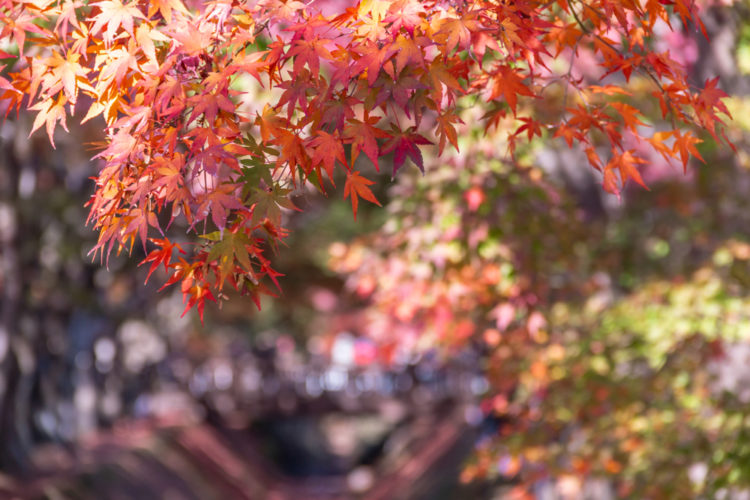 31 Festivals in all of Japan! Fun things to do