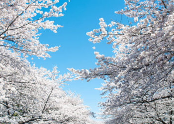 【TOP 7】Popular cherry blossom viewing spots in Tokyo! Event information and tips