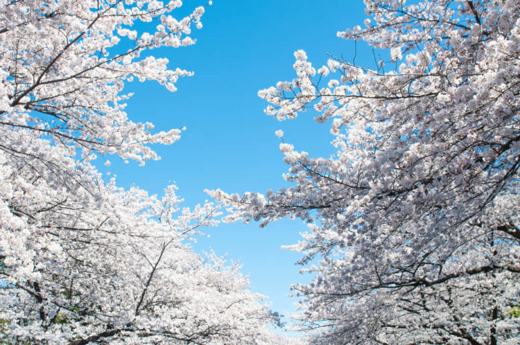 【TOP 7】Popular cherry blossom viewing spots in Tokyo! Event information and tips