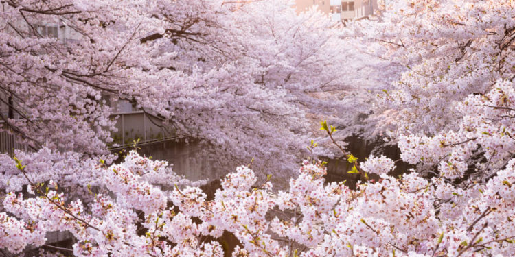 【おすすめ7選】東京の人気お花見スポット!イベント情報と注意点