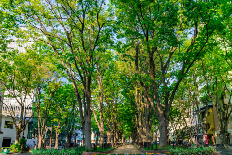 【Top 5】Sendai Sightseeing Spots and the Tips for walking around the city