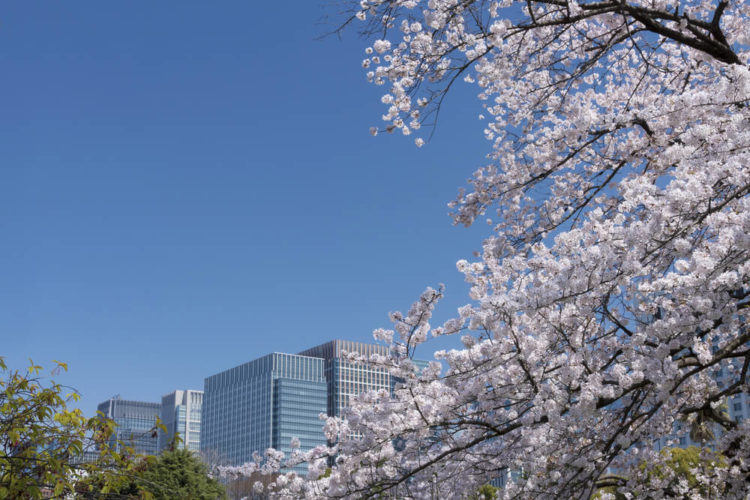 【おすすめ7選】東京の人気お花見スポット！イベント情報と注意点