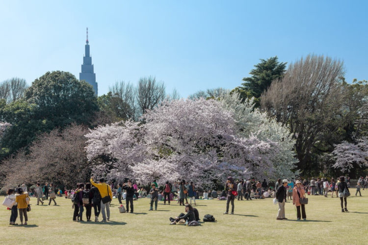 【おすすめ7選】東京の人気お花見スポット！イベント情報と注意点