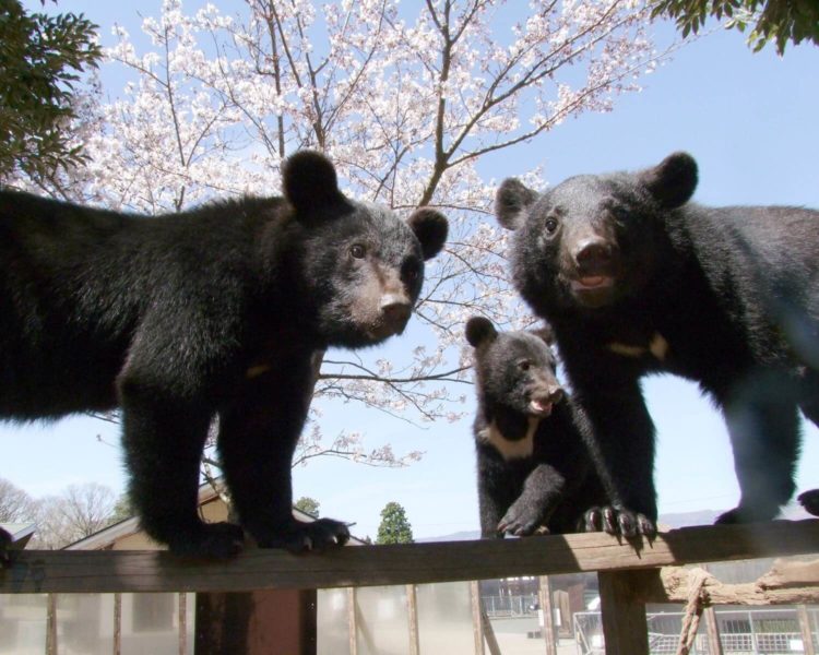 【厳選6選】熊本で絶対に訪れるべき観光スポットと街歩きのコツ