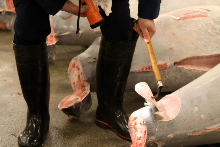 【完全保存版】豊洲市場を観光！おすすめのツアーやお食事処を紹介します
