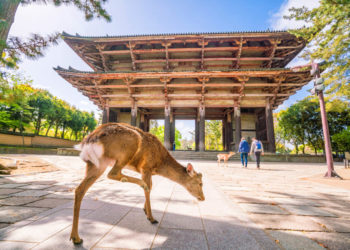 World Heritage Site!  A guide to Nara’s most popular tourist attractions