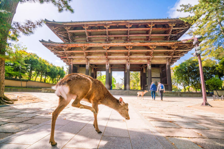 World Heritage Site!  A guide to Nara’s most popular tourist attractions