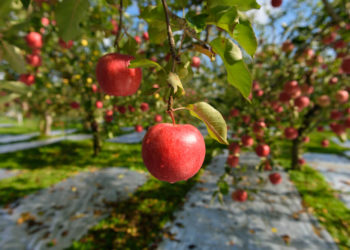 海の幸に山の幸！青森観光で食べたいご当地グルメ7選とおすすめのお店を紹介します
