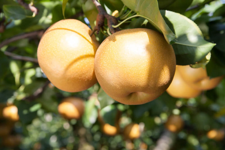 【完全保存版】日本の古代を感じる世界遺産！奈良県の人気観光地と街歩きガイド