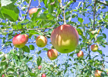 【Restaurants in Aomori】7 local foods to eat during Aomori sightseeing