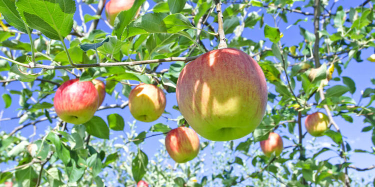 【Restaurants in Aomori】7 local foods to eat during Aomori sightseeing