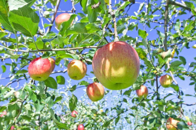 【Restaurants in Aomori】7 local foods to eat during Aomori sightseeing