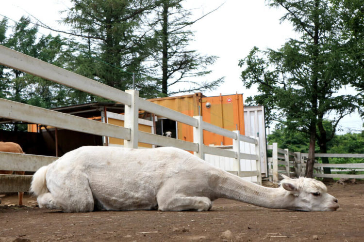 【完全保存版】栃木県の人気観光スポットと街歩きのコツ！東京から日帰りもOK