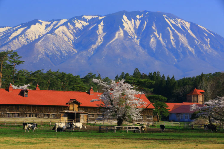 【Top 5】Iwate Sightseeing Spots and the Tips for walking around the city