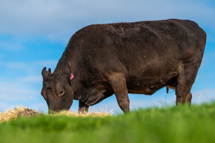 日本が誇る「和牛」の魅力！和牛と国産牛の違いは何？【おすすめの銘柄】