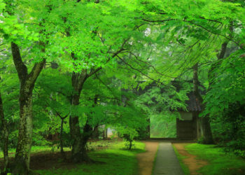 【Top 5】Iwate Sightseeing Spots and the Tips for walking around the city