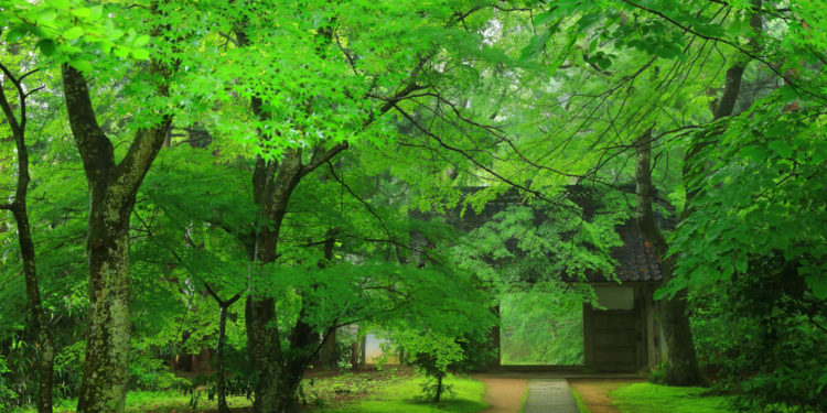 【Top 5】Iwate Sightseeing Spots and the Tips for walking around the city