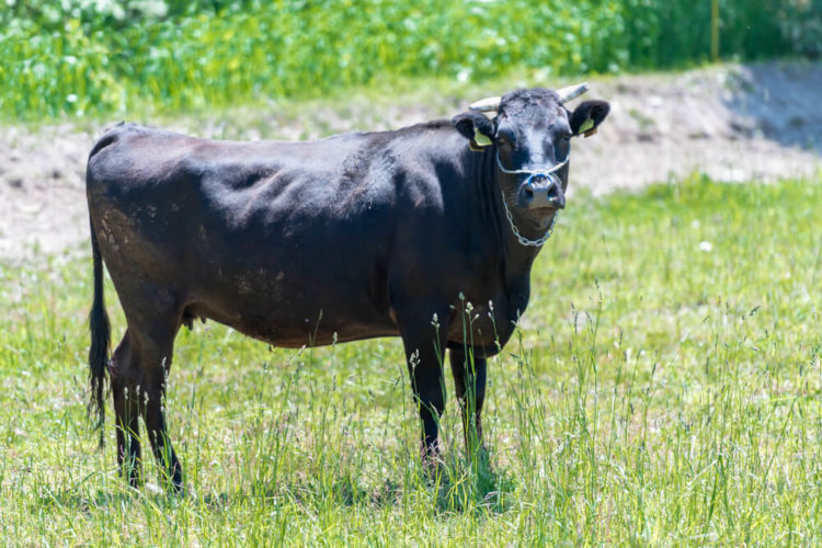 日本が誇る「和牛」の魅力！和牛と国産牛の違いは何？【おすすめの銘柄】 | DISCOVER Ltd.