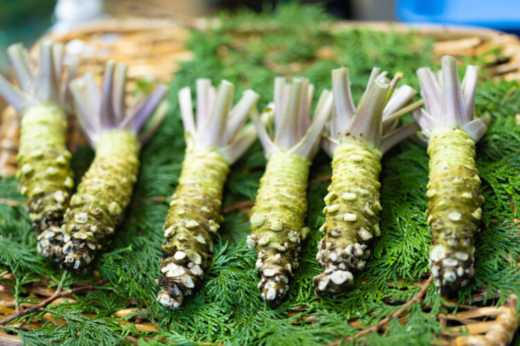 【厳選13選】静岡観光で絶対に訪れるべき観光スポットと街歩きのコツ