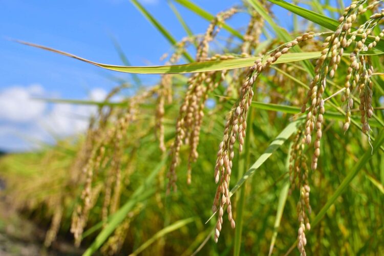 【厳選18選】新潟観光で絶対に訪れるべき観光スポットと街歩きのコツ