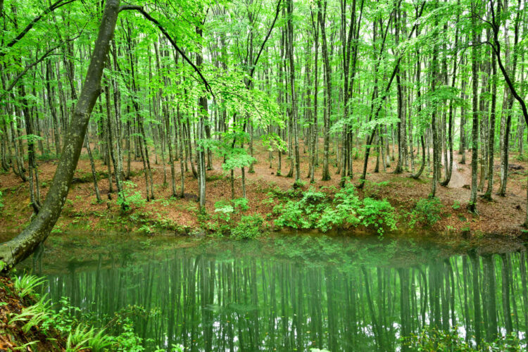 【厳選18選】新潟観光で絶対に訪れるべき観光スポットと街歩きのコツ