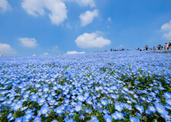 【2026最新】茨城観光完全ガイド！初心者必見の定番スポット・グルメを解説