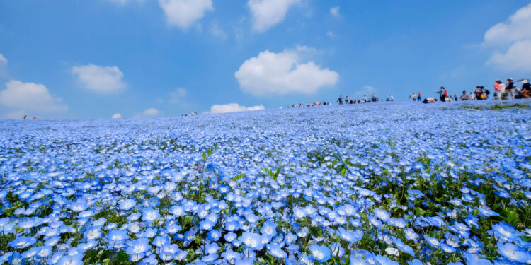 【2026最新】茨城観光完全ガイド！初心者必見の定番スポット・グルメを解説